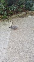 tivoli pigeon.jpg