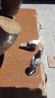 copenhagen pigeons.jpg