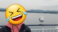 seagull & danish raincoat.jpg
