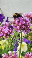 bumblebee, norway.jpg