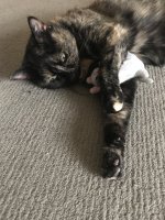 C92ED279-C7C5-4293-9AB4-92A7D72300AD.jpeg