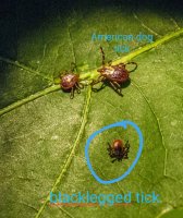 lyme disease tick.jpg