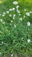 garlic chive blooms.jpg