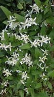 sweet autumn clematis blooms.jpg
