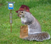 squirrel.jpg