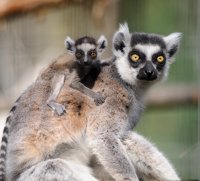 lemur.jpg