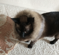 sable-max.png