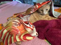 findlescarf1b.jpg