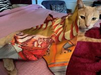 findlescarf.jpg