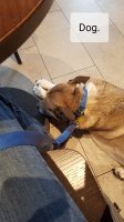 dog.jpg