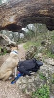 winding trail under log.jpg