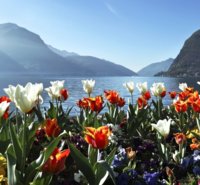 lugano spring flowers.jpg