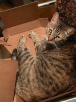 friedabox.jpg