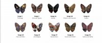Butterfly Clip 2.jpg