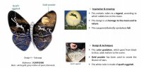 Butterfly Clip 3.jpg