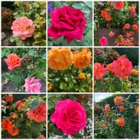 88F9BBCF-BCB7-4FA6-BE5A-1550439073E4.jpeg