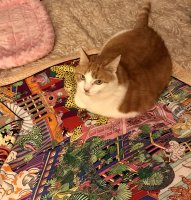 7BB2FCDE-531B-4569-9BA6-A2CE77343F2F.jpeg