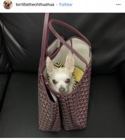 GOYARD ISABELLE REVIEWBetter than the LV Neverfull? 