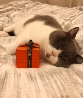 Hermes_01.JPG