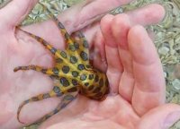 blue-octopus-inhand.jpg