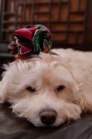 CAFFD55C-4956-4BE9-97A5-C3276BDF6688.jpeg