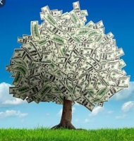 money tree.JPG