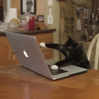 pic.gif pic.gif