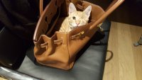 aias handbag.jpg