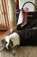 C7895968-0F63-4684-AFAB-5D9E0D7943BB.jpeg