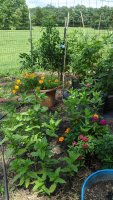 IMG_20200811_140604.jpg