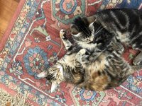 cats rug.jpg