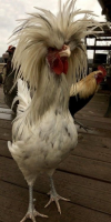 1604774484604.png
