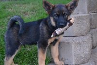 rhyn puppy rb.jpg