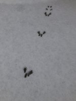 15625863-E574-432A-9466-69562DF10F62.jpeg
