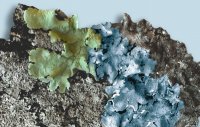 lichen copy.jpg