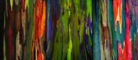 Flaking-bark-from-3-rainbow-eucalyptus-trees.jpg