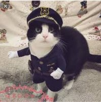 catpolicesml.jpg