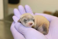 18FERRETS-promo-threeByTwoMediumAt2X.jpg