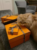 Orange.jpg