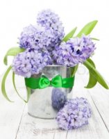 Hyacinth_bucket-of-hyacinth-a.jpg
