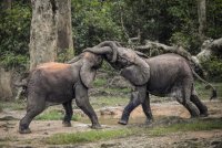25ELEPHANTS1-threeByTwoMediumAt2X.jpg