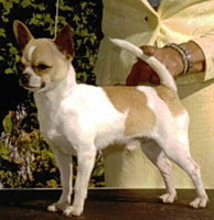 ChihuahuaShtadult6.jpg