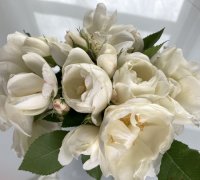 carpet roses - 2.jpg