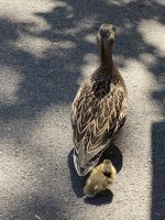 67786039-D3F5-4ADB-AD7C-59DA8187A668.jpeg