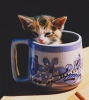 callie in a cup cat006.jpg