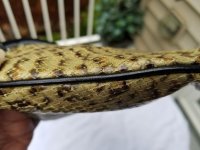 Snake3.jpg