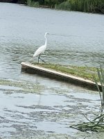 CC81D81B-91A0-401D-9D49-710F9542BA53.jpeg