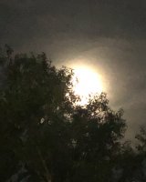 IMG_3068.jpg