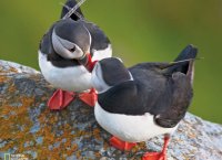 Puffins-in-Love-sm.jpg