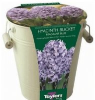 Hyacinth_bucket-LG-b.jpg
